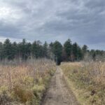 Flat straight trail going through a wheat field.