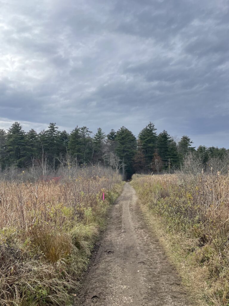 Flat straight trail going through a wheat field.